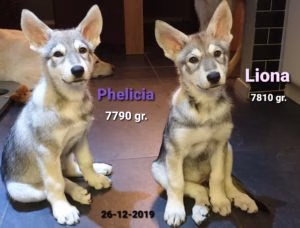 Phelicia & Liona Del Urlando Lupo