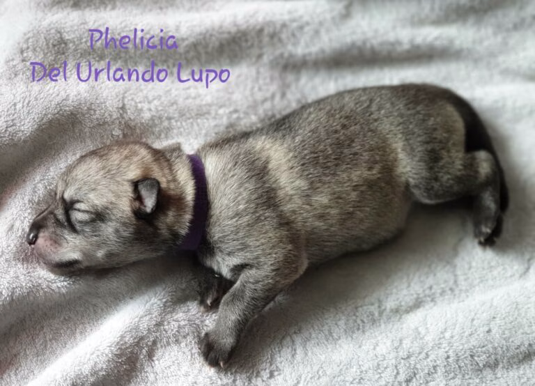 phelicia pup