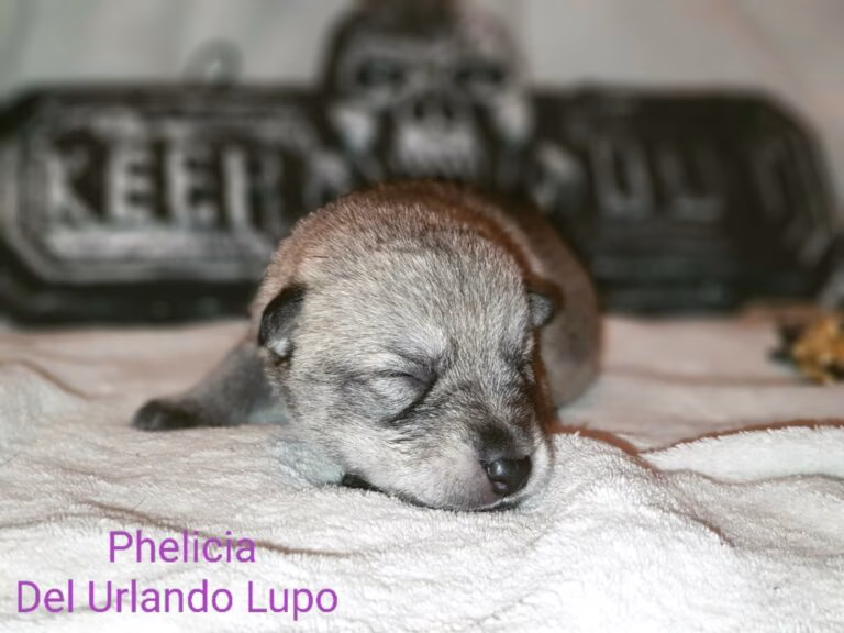phelicia pup