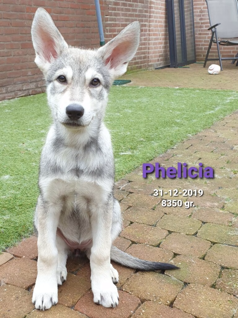 phelicia