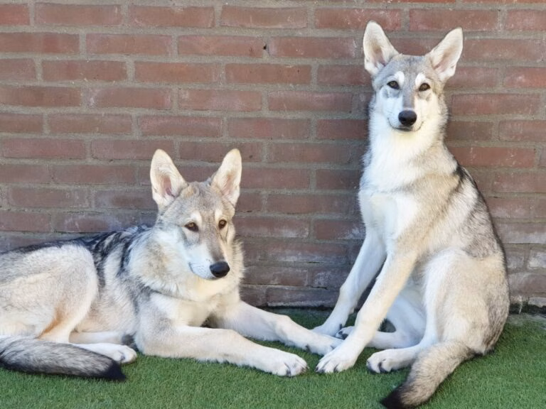 damiano & phelicia