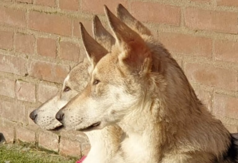 phelicia & Damiano