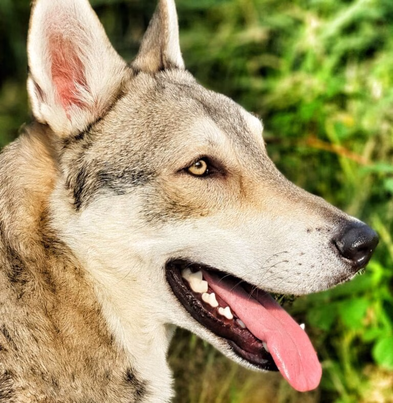 IMG-20210719-WA0011