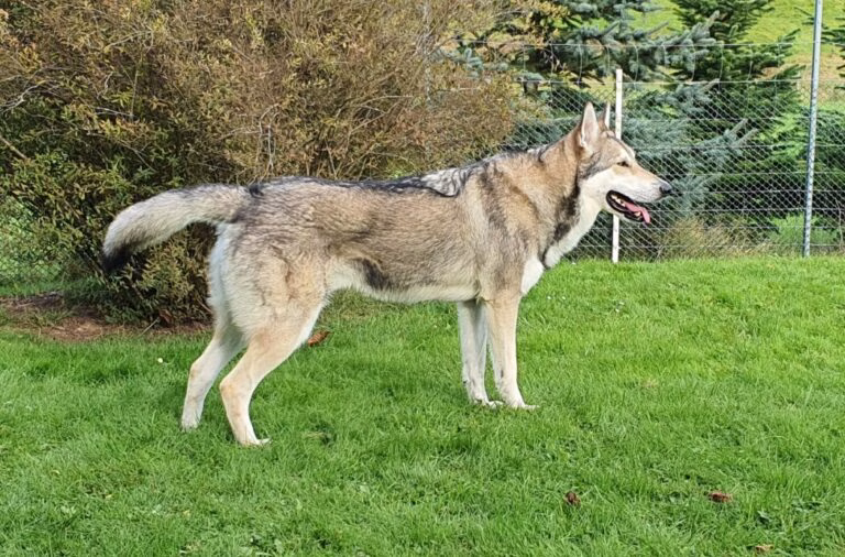 Yuma zij aanzicht