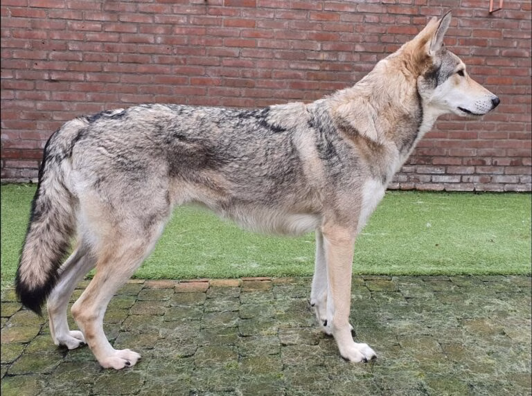 Lana zij-aanzicht