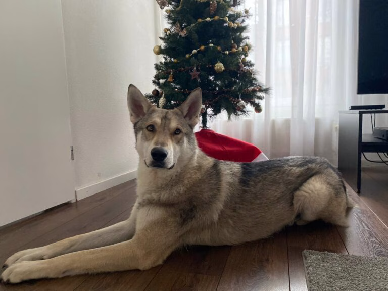 Drago Del Urlando Lupo