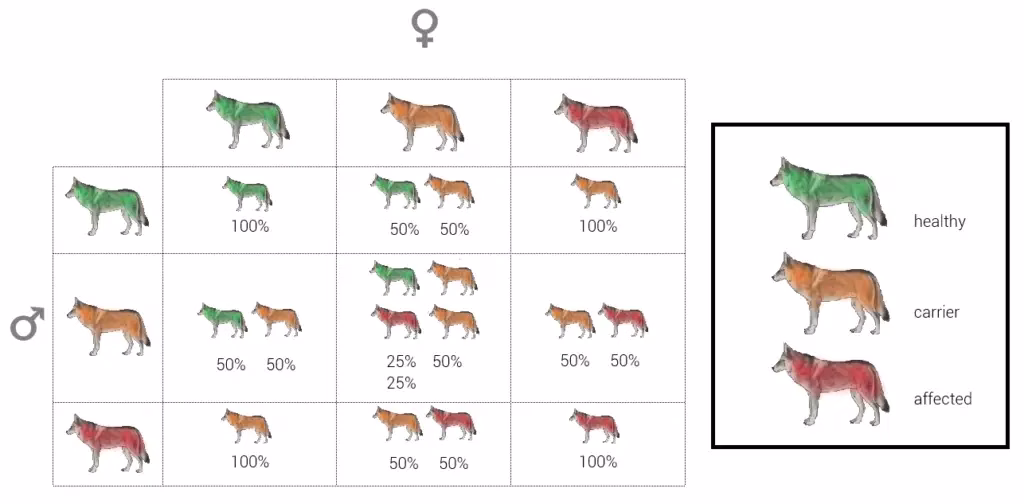autosomal recessive inheritance, autosomal recessive disorders, genetic disorders in dogs, carrier status in dogs, autosomal recessive inheritance in dogs,