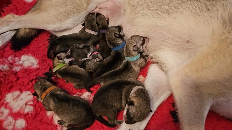 Een nest van jonge Saarlooswolfhond-puppies, elk met een gekleurde halsband, liggend dicht tegen hun moeder aan tijdens het zogen.