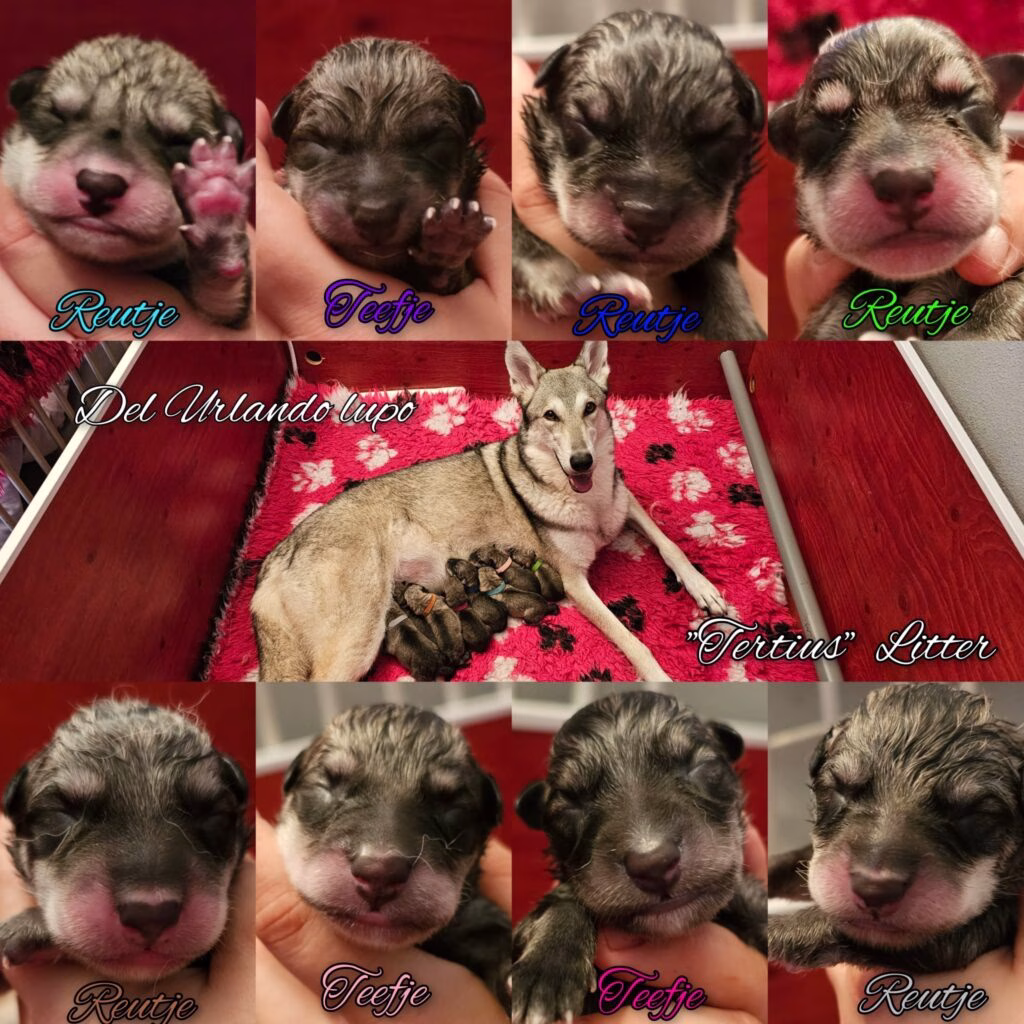 Collage van pasgeboren Saarlooswolfhond-puppies uit het "Tertius" nest bij kennel Del Urlando Lupo, met close-ups van zowel reutjes als teefjes en een foto van de moederhond bij haar nest.