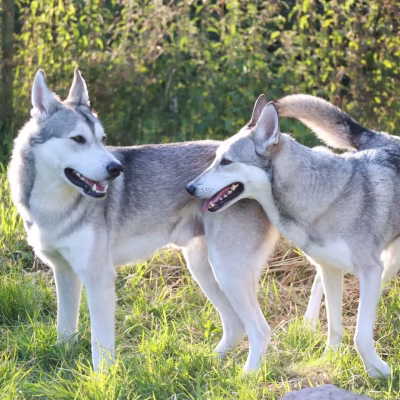 Twee Saarlooswolfhonden, Borgir van de Staats-Spaanse Linie en Phelicia Del Urlando Lupo, spelen samen in een groen veld.